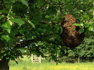 Swarm of bees in Norfolk apple orchard